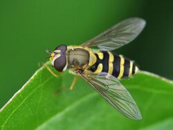 Syrphus ribesii in Bahrenfeld.jpg