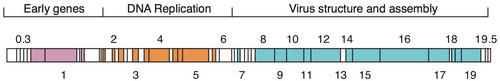 Schematic view of the phage T7 genome. Boxes are genes, numbers are gene numbers. Colors indicate functional groups as shown. White boxes are genes of unknown function or without annotation. Modified after [16]