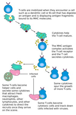 Diagrammatic summary of T cell activation