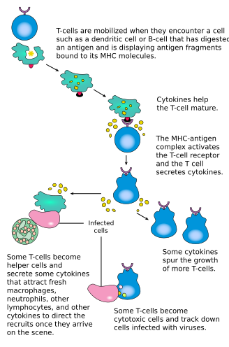 File:T cell activation.svg