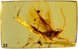 Tarachocelis microlepidopterella holotype.jpg