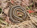 Thamnophis butleri.jpg