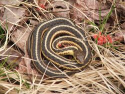 Thamnophis butleri.jpg