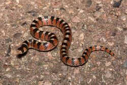 Thornscrub Hook-nosed Snake (Gyalopion quadrangulare).jpg