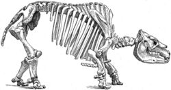 Toxodon skeleton.jpg