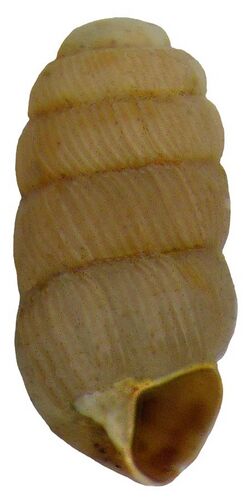 Truncatellina cylindrica (Férussac, 1807) (4176074059).jpg