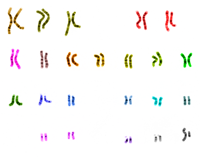 File:UCSC human chromosome colours.png