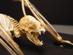 The image depicts a vampire bat skeleton, with particular visual emphasis on the skull.