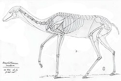 Xiphodon skeleton.jpg