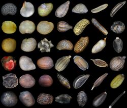 Разнообразие семян.jpg