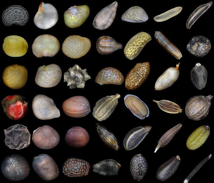 File:Разнообразие семян.jpg