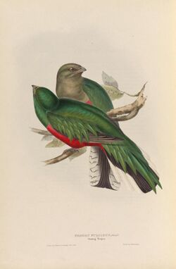 A monograph of the Trogonidae, or family of trogons (40570576671).jpg