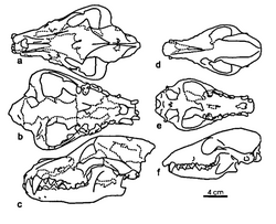 Adaptations of the Pleistocene island canid Cynotherium sardous (2006) Fig. 3.png