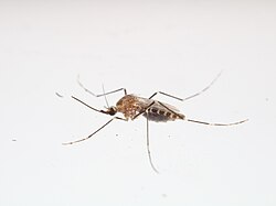 Aedes epactius.jpg