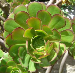 Aeonium arboreum (3).jpg