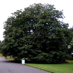 Aesculus indica tree.jpg