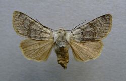 Agrotis simplonia.jpg