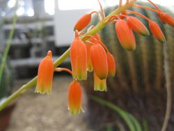 Aloe ballii2.jpg