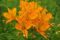 Alstroemeria aurea in Jardin des Plantes de Paris-2.jpg