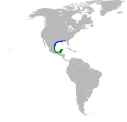 Amazilia yucatanensis map.svg