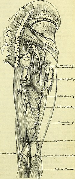 Anatomy, descriptive and surgical (electronic resource) (1860) (14741839226).jpg