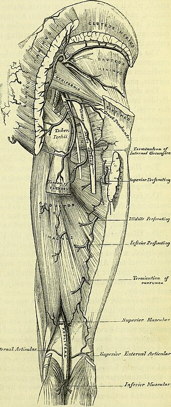 Medical illustration of the posterior deep gluteal space anatomy.