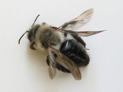 Andrena vaga oberseite.jpeg