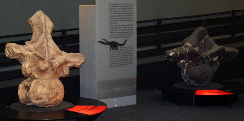 File:Argentinosaurus and Puertasaurus vertebrae.jpg