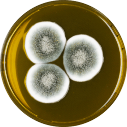 Aspergillus gorakhpurensis meaox.png