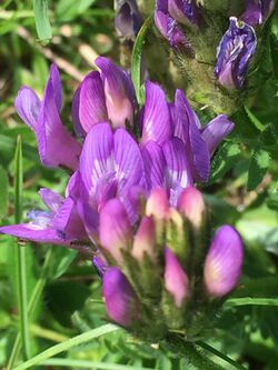 Astragalus danicus in Cambridgeshire, 2018, close-up flower.jpg