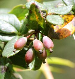 Berberis aristata fruits
