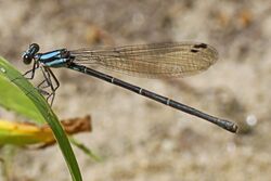 Blue-tipped Dancer - Argia tibialis, Accotink Natural Area, Fort Belvoir, Virginia - 5956169219.jpg