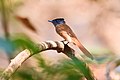 Blyth's paradise flycatcher Trending star 01.jpg