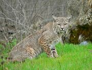 Spotted bobcat in the grass