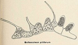 Bolbocoleon piliferum Album général des Cryptogames.jpg