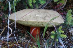 Boletus rubripes.jpg