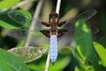 Broad-bodied chaser dragonfly (Libellula depressa) male.jpg