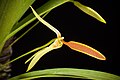 Bulbophyllum scaphioglossum J.J.Verm. & Rysy, Orchidee (Hamburg) 65 142 (2014) (42948857505).jpg