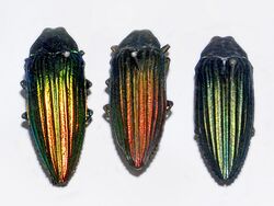 Buprestidae - Paracupta helopioides.JPG