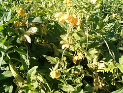 Caiophora lateritia HabitusFlowers BotGardBln0906a.JPG