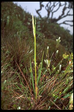 Calamagrostis hillebrandii.jpg