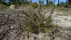 Calectasia narragara (7159707829).jpg