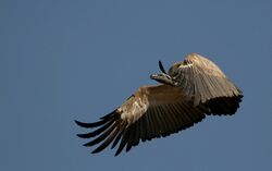 Cape Vulture-001.jpg