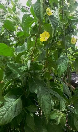 Capsicum rhomboideum at flowering.jpg