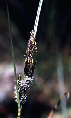 Carexobnupta.jpg
