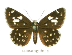 CelaenorrhinusConsanguineaSeitz.png