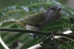 Chestnut-vented Conebill female.jpg