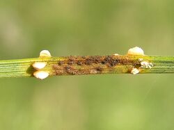 Coleosporium tussilaginis 3 beentree.jpg