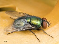 Common European Greenbottle Fly.jpg
