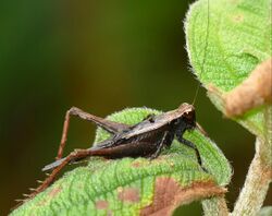 Cricket (Eneoptera guyanensis) (39200022665).jpg